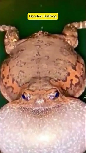 Original Sound of the Banded Bullfrog 🐸! #original #animals #naturesvoice #wildlife #birdsongs
