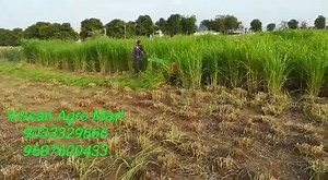 414 reactions · 46 shares | Napier Cutting machine, 54 inch cutter bar, Equipped with 5Hp Greaves disel engine, For more details call or what's app on 9033329666/9687600433 | Kissan Agro Mart | Facebook