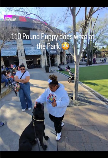 Understanding the Cane Corso: A Complete Guide