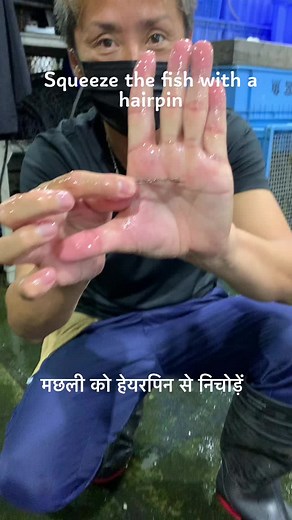 #tsumotoshiki #chinuki #ikijime #fish #fishing #究極の血抜き #津本式 #मछली #hairpin#बालकेलियेकांटा