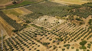 Olive trees plantation grows olives for production of table olive oil, aerial view