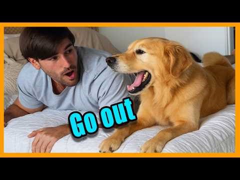 Funniest Golden Retrievers of All Time 🤣🐕 Dogs That Make You Laugh | Funny Dog Videos