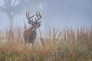 How to Hunt Target Bucks When They Disappear - North American Whitetail