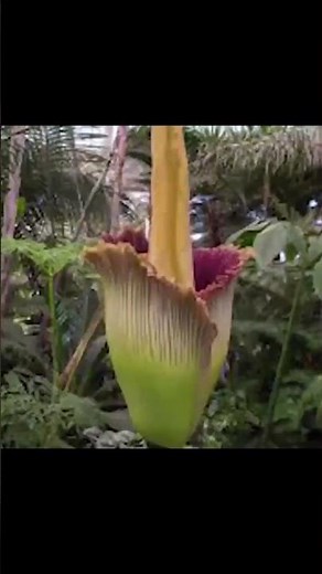 The Giant Alien Flower That Smells Like a Corpse! 🌸🤢