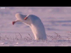 Fox Dive Head first on the snow