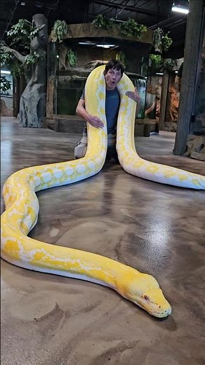 Giant 22 foot long Python!