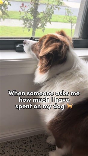 700 billion and a trillion 300 million and a billion 🤣🐶❤️ #familymoments #puppy #bordercollie