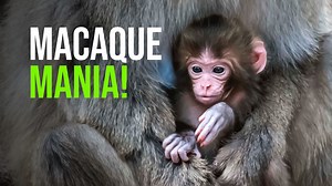Check out Japanese macaque babies Emi, Sora, and Tomaru on Milwaukee County Zoo’s Macaque Island! Their birth dates were May 1st, May 13th and June 1st, 2022 Visit the link below for a look back at the first baby’s Announcement back in May and see how far they’ve all come. https://www.zooborns.com/zooborns/2022/05/monkey-baby-boom.html Photo/Video Credit: Milwaukee County Zoo | ZooBorns