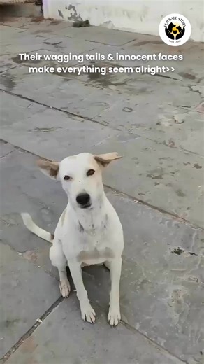 Moments with strays are pure magic | Fur Ball Storyᵀᴹ