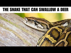 The Snake That Can Swallow a Deer | Aik Aisa Saanp Jo Aik Deer Ko Kha Sakta | Reticulated Python