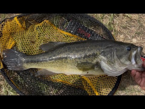 How to Texas rig nightcrawlers ￼