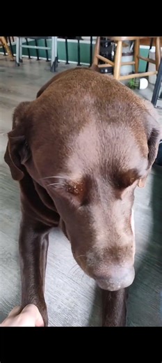 let Dave cook 🍳🐕