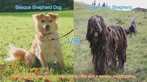 Basque vs. Bergamasco Shepherd Dogs: A Comparative Guide