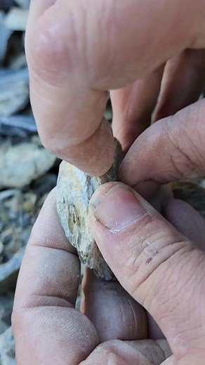 265K views · 5.5K reactions | U-Dig Fossils on Reels | Facebook