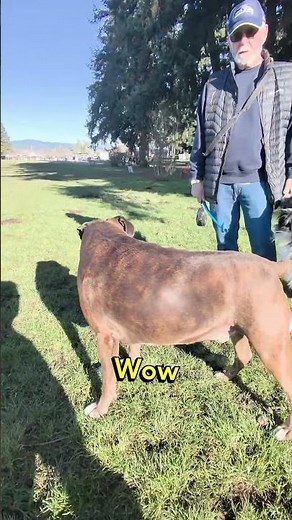 Dog Life: The Truth About Owning a Boxer 🐕