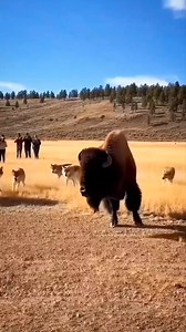 Bison vs Wolf Pack — An Epic Rocky River Standoff 😲🦬🐺 | Riteek Kashyap