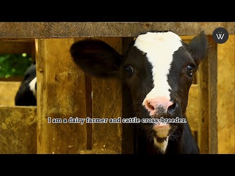 Dairy Farming Success in Kenya: Mike Kimani’s Story