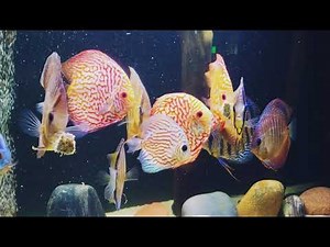125 Gallon Aqueon "Petsmart Special" Discus Tank