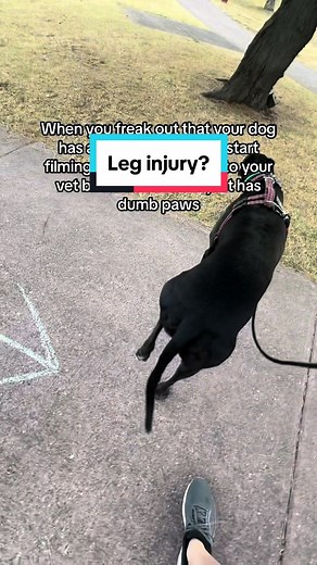 Greyhound Fails: Why Are They Like This?! 🤣