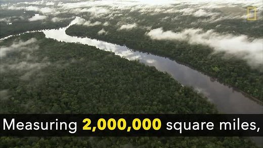 101K views · 1.8K reactions | The Amazon produces 20% of Earth's oxygen, but the alarming rate of deforestation can greatly affect the Amazon's potential to produce this much oxygen. | National Geographic TV | Facebook