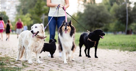 Expert reveals 'the best dog breed on the planet' and why it's perfect for first-time owners