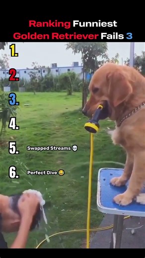 Ranking Funniest Golden Retriever Fails (Part 3) 😂🐕