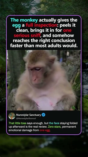 THE MONKEY'S FACE AFTER THE SNIFF