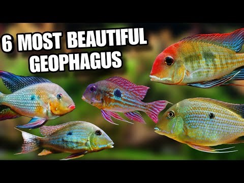Types Of Geophagus Fish | 6 Different Types Of Geophagus | Types Of Cichlid Fish | Part 2