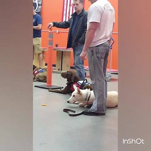 We LOVE Bear and Bear LOVES Cheetos 󾌱󾌱 | Paws of War