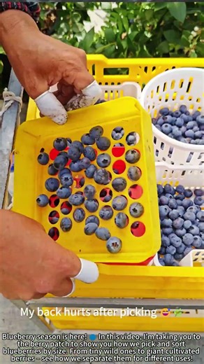 Pick & Sort Blueberries: Big Ones Taste Best! 🔵👌
