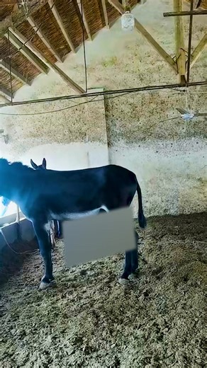 #donkeylove #cuteanimals #farmlife #farmanimals #adorable #animallover #donkeyday #donkeyfun #donkeyfacts https://amzn.to/3GUdGLB | Donkey Lover