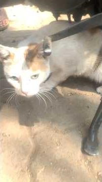 Hello Chotu Motu Bahadur 🐈 I will always ensure you are fed on time 🥰