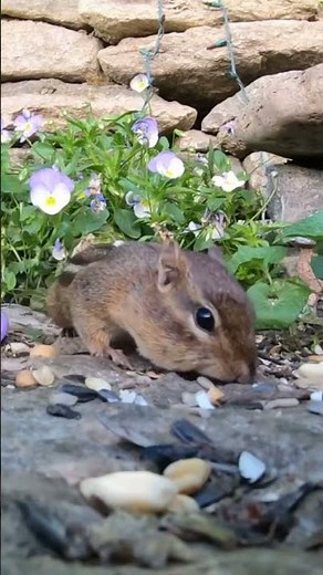 Ultimate Cat Sensory Videos: Chipmunks! #CatTV #NatureVideos