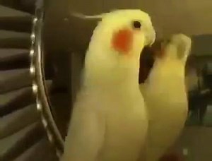 Cockatiel sings The Addams Family. | Parrots of the world عالم الببغاء
