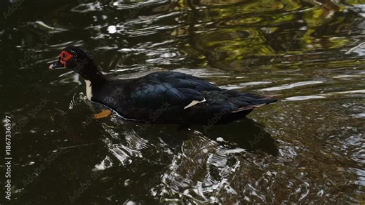 Muscovy duck swims across a calm pond, creating ripples on the water surface. Close wildlife scene with natural reflections and soft daylight in a zoo environment