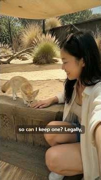 Can I keep one? fennec fox
