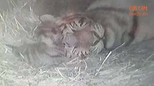 We would like to say a huge thank you for all your well wishes on our exciting news! Please be aware that it will be a number of weeks until the cubs will be big enough to begin exploring and for now the cubs will remain off show and will not be visible to the public. Please keep an eye on our website for more information and updates in the coming weeks! *** PAWS for exciting news! *** Three endangered tiger cubs have been born at Colchester Zoo!﻿ We are delighted to announce that our Amur tiger