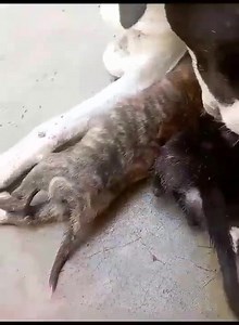 29 reactions · 6 comments | Caso externo ❣️ Aquí el Milagro de la Vida ❤️ El Milagro del Amor ❤️ Esta perrita callejera fue acogida en un lindo hogar al notar que estaba a punto de parir ❤️ Son dos machos y dos hembras que ahora tienen dos meses y están buscando su final feliz  Adopta a uno de estos bebés  Comunícate al 0998430446 | Adopción Animal Guayaquil - AG | Facebook