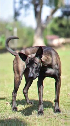 5 Unique Dog Breeds From Different Countries🌍