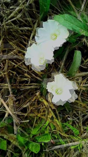 fragment#music #nature #motivational #flowers