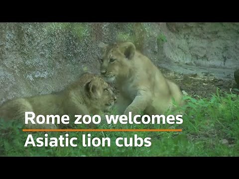Rome zoo welcomes two lions cubs