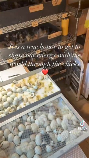 63K views · 543 reactions | ✨The Hatch Flow✨ . Over these last 10...