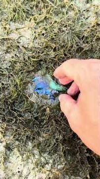 Rescuing betta fish before they die in dry season #bettafish #rescue #viral