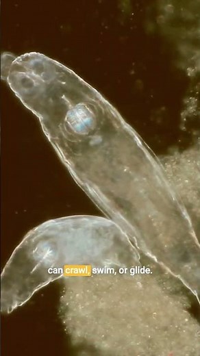 The Tiny Creature That Can Come Back to Life 😳