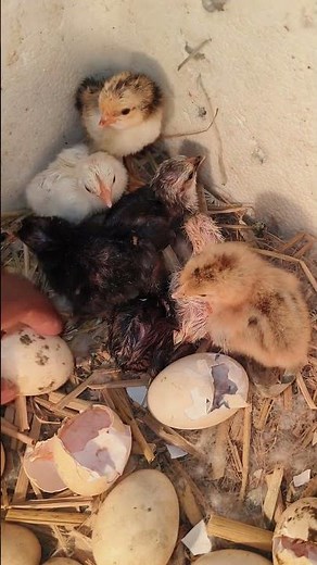 Incubator 21 Day Chicken Egg Hatch 🐣 Cute Chicks Coming Out! #shorts