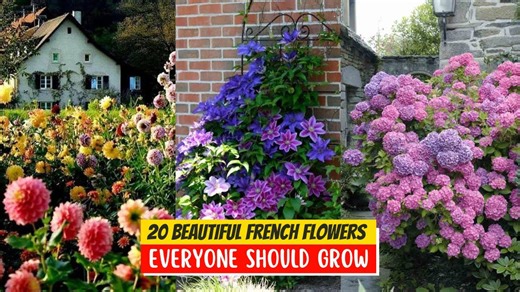 Create a French garden atmosphere using 20 beautiful flowers