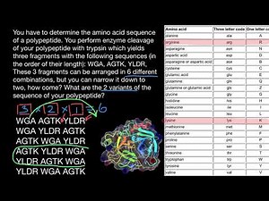 Trypsin role in Protein Sequencing