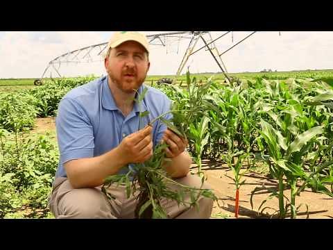 How to Identify Large Crabgrass in Your Field