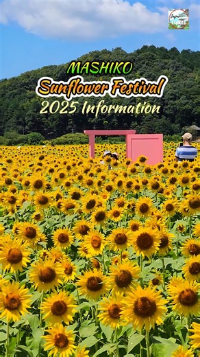 🌻💛 Mashiko Sunflower "Himawari" Festival located in Tochigi Ken, Japan 💛🌻 | Japan Explore