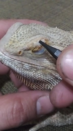 Bearded Dragon Shedding Eye | Eye Shedding Process Revealed!